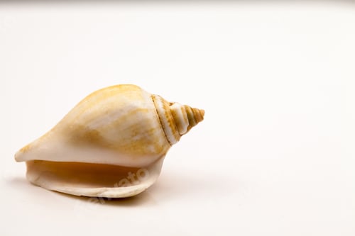 Preview: Seashells - Colors And Texture