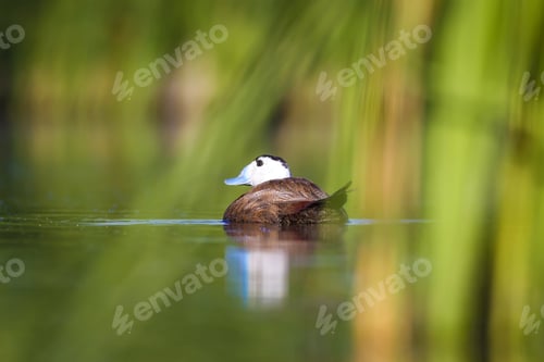 Preview: Swimming Duck. Colorful Nature Background. Bird: White Headed Duck. Oxyura Leucocephala.