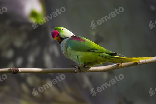 Preview: Green Red Parakeet. Natural Background. Alexandrine Parakeet. Psittacula Eupatria.