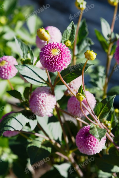 Preview: Beautiful Dahlias In The Autumn Garden.