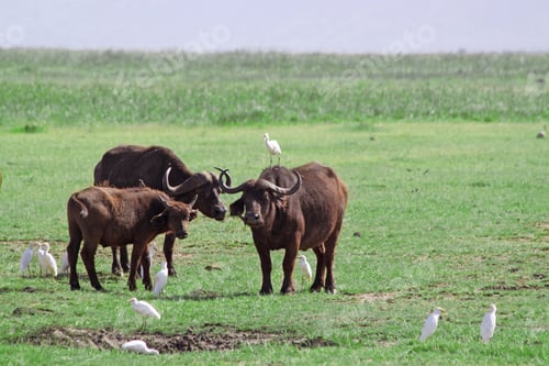 Preview: African Buffalos In The Lake Manyara National Park, Tanzania