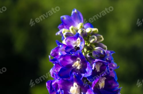 Preview: A Colorful Bouquet Of Bright Spring Flowers Of Various Types, Close-Up