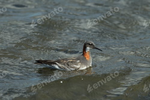 Preview: Red-Necked Phalarope (Phalaropus Lobatus) Iceland