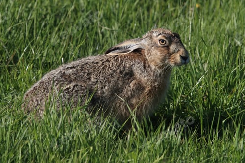Preview: European Brown Hare (Lepus Europaeus)