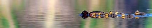 Preview: Horizontal Nature Banner. Duck Family. Water Reflection Background.