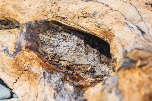Preview: Driftwood, Washed Up By The Sea On A Pebble Beach