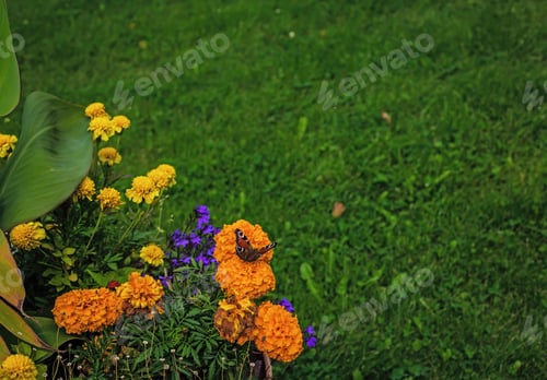 Preview: Beautiful Colorful Summer Flowers And Butterflies On A Green Background In The Garden Or Park
