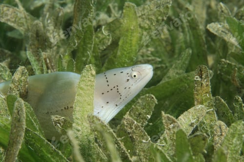 Preview: Grey Moray Eel In Sea Grass