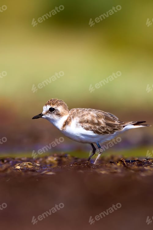 Preview: Cute Bird. Kentish Plover. Nature Background.