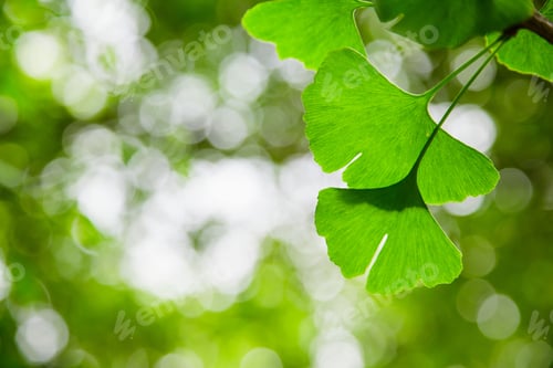 Preview: Leaves Of Ginkgo Biloba. Relict Ginkgo Biloba Tree. Medicinal Plant. Green Background With Ginkgo