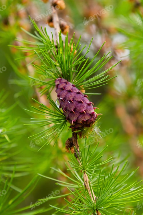 Preview: Larch Blossom. Larch (Lat. Larix) — A Genus Of Woody Plants Of The Pine Family, One Of The Most