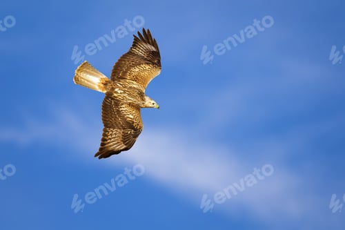 Preview: Bird Of Prey. Isolated Bird. Blue Sky Background. Long Legged Buzzard. Buteo Rufinus.