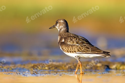 Preview: Cute Water Bird. Colorful Nature Background. Bird: Ruddy Turnstone.