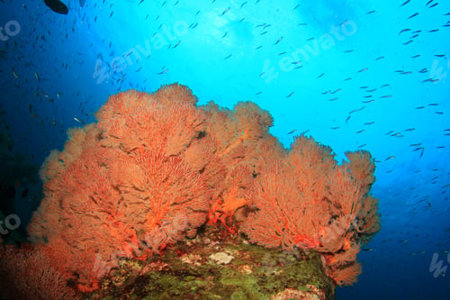 Preview: Fan Coral Underwater On Reef