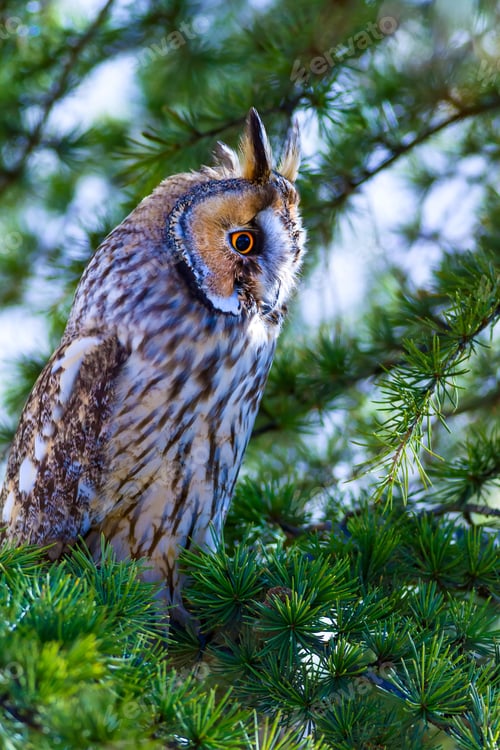Preview: Forest And Owl. Pine Tree. Bird: Long Eared Owl. Asio Otus. Nature Background.