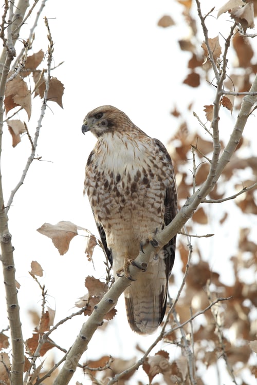 Preview: Red-Tailed Hawk Bosque Del Apache National Wildlife Refuge New Mexico