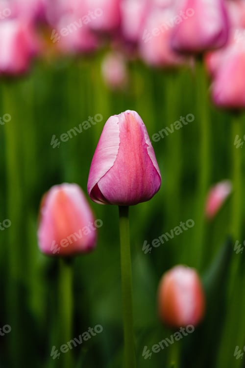 Preview: Pink Tulips In The Garden, Sort Sweetheart. Bulbous Plants In The Garden.
