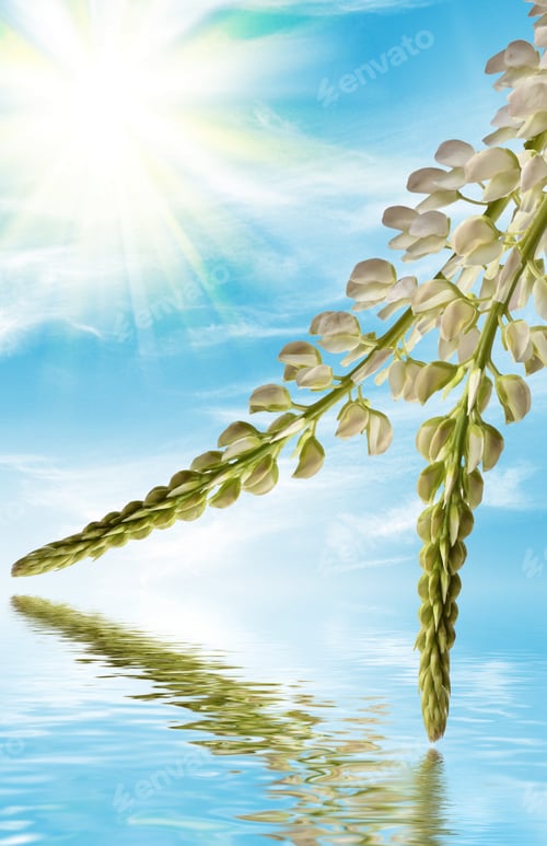 Preview: Summer Landscape With Beautiful Bright Lupine Flowers