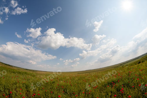 Preview: Field With Poppies (Papaver Rhoeas)