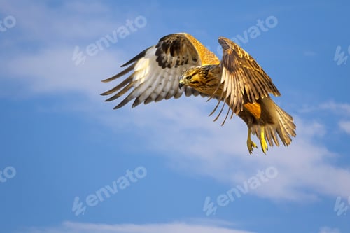 Preview: Bird Of Prey. Flying Buzzard. White Clouds And Blue Sky Background. Bird: Long Legged Buzzard