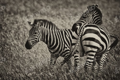 Preview: Vintage Style Black And White Image Of Zebras In The Serengeti National Park, Tanzania
