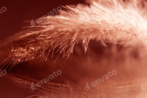 Preview: Colorful Rooster Feather With Details And Reflexions