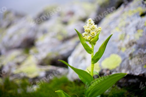 Preview: Close Up Of A Light Yellow Flower In Mountains