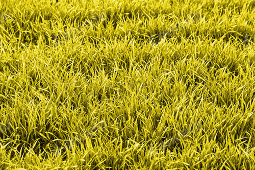 Preview: Fresh Grass, Detail Of A Green Field, Nature