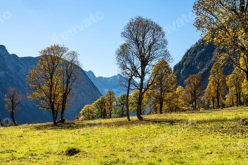 Preview: Old Maple Trees At The Greater Ahornboden Area In Austria In Autumn