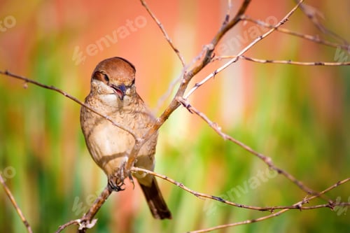 Preview: Cute Bird And Colorful Naature. Red Backed Shrike Lanius Collurio