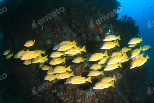 Preview: School Bluelined Snapper Fish
