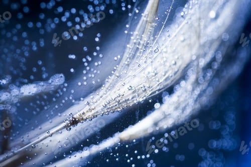 Preview: Blue Underwater Dandelion Seeds With Bubbles