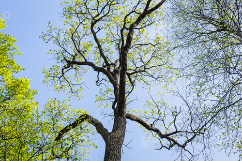Preview: Tree With Young Leaves In Spring Park Against The Sky