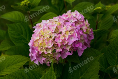 Preview: The Inflorescence Of Hydrangea Closeup. Flower Of Hydrangea In Natural Background.