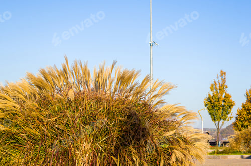 Preview: Chinese Silver Grass, Maiden Grass, Miscanthus Chinese, Miscanthus Sinensis Illuminated By Soft