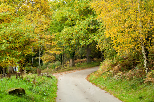 Preview: Autumn Trees In The Forest Of Dean, England.