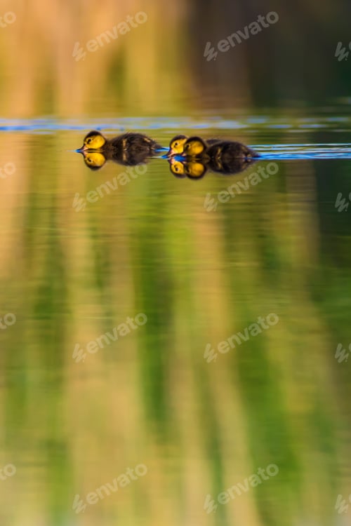 Preview: Swimming Baby Ducks. Colorful Lake Background.