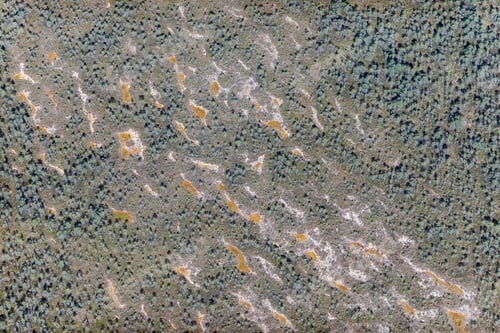 Preview: Aerial View Over The Swamp