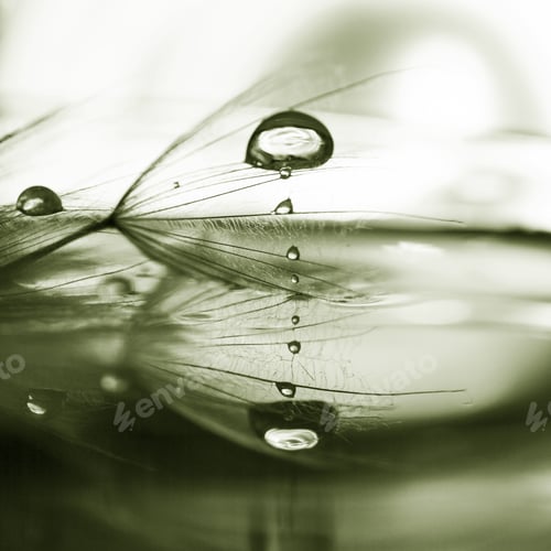 Preview: Macro, Abstract Composition With Water Drops On Dandelion Seeds