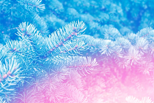 Preview: Forest In The Frost. Winter Landscape. Snow Covered Trees.