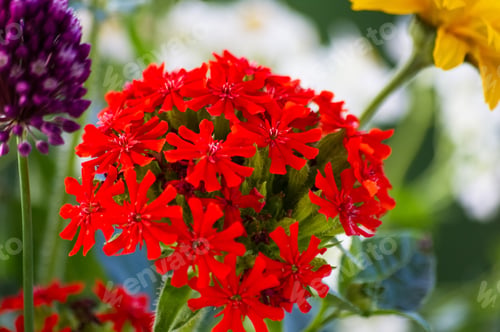 Preview: A Bouquet Of Bright Spring Flowers Of Various Types