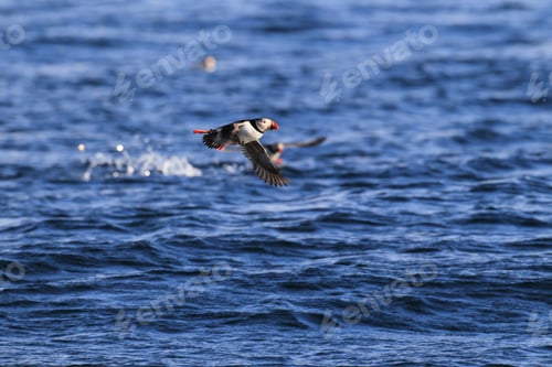 Preview: Atlantic Puffin Or Common Puffin, Fratercula Arctica, Norway
