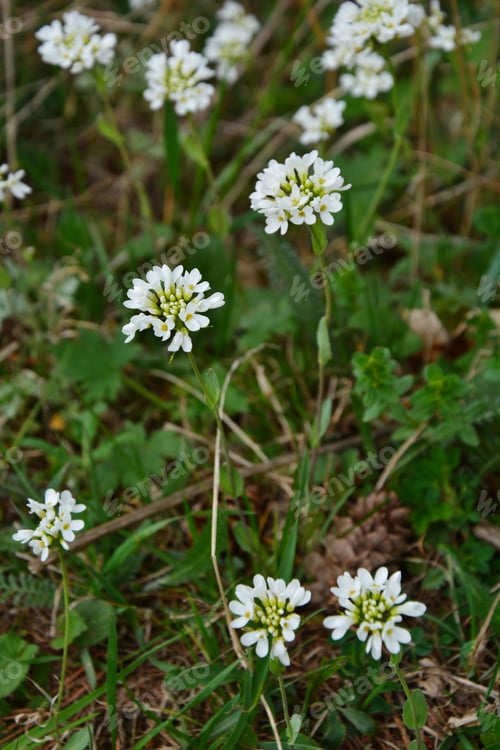 Preview: Beautiful Forest Flowers