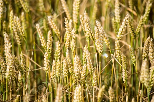 Preview: Yellow Wheat Field Close Up Macro Photograph With Abstract Texture