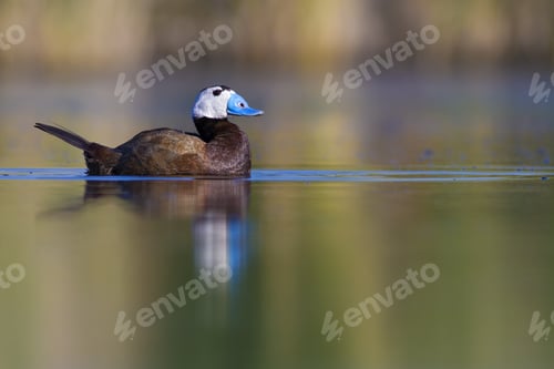 Preview: Cute Duck Swimming. White Headed Duck. Green Nature Background.