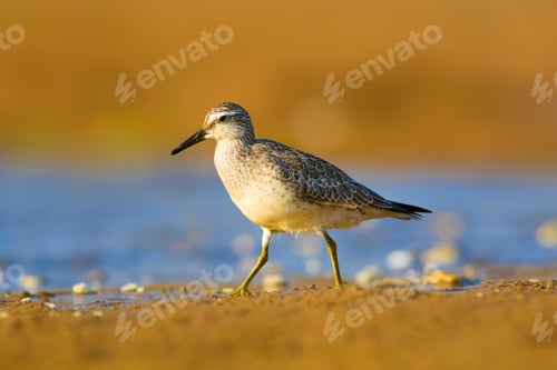 Preview: Cute Water Bird. Nature Background. Red Knot / Calidris Canutus