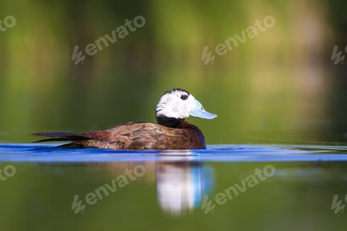 Preview: Swimming Duck. Colorful Lake Habitat Background. Bird: White Headed Duck. Oxyura Leucocephala.