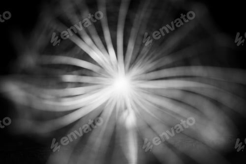 Preview: Out Of Focus Dandelion Seed With Details On Black Background