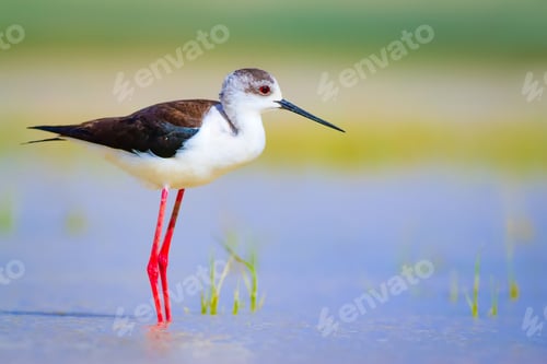 Preview: Cute Water Bird. Natural Background.