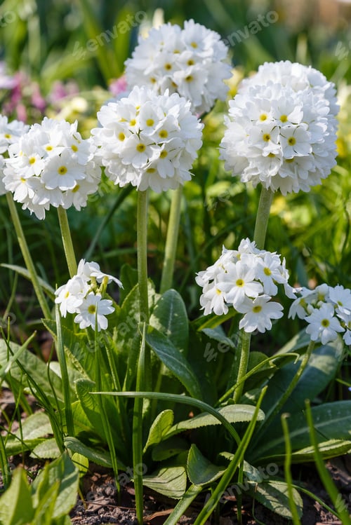 Preview: Примула Denticulata Alba In Spring Garden. White Primrose Flowers In Natural Background.